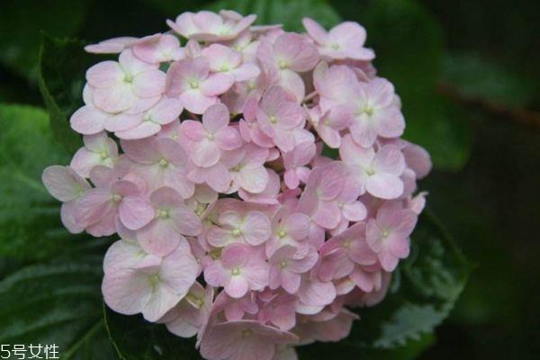 什么是绣球花呢 绣球花有什么作用呢