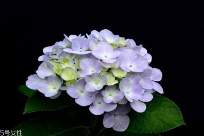 ​什么是绣球花呢 绣球花有什么作用呢