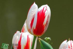 春天可以种郁金香吗？郁金香可以春天种吗？