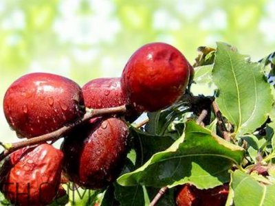 ​新疆红枣什么时候成熟 新疆红枣多少钱一斤