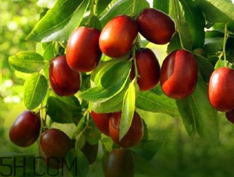 新疆红枣什么时候成熟 新疆红枣多少钱一斤