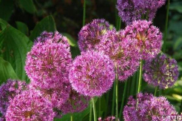 大花葱的花语是什么呢 大花葱的种植有什么注意的呢