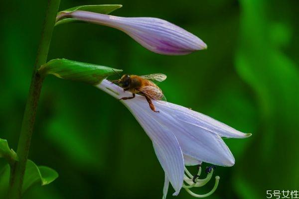 玉簪花会开花吗 玉簪花的种植有什么注意的呢
