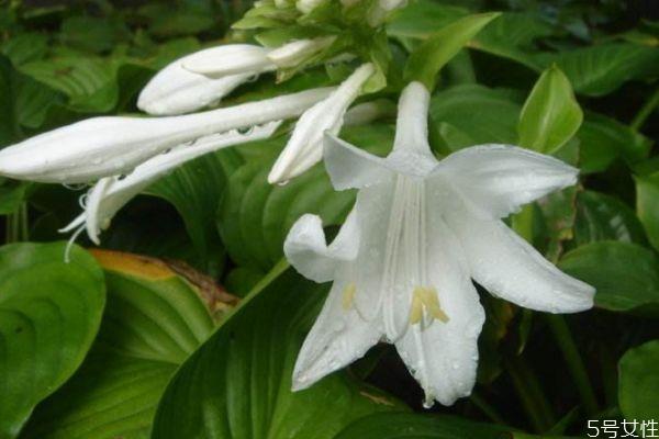 玉簪花会开花吗 玉簪花的种植有什么注意的呢