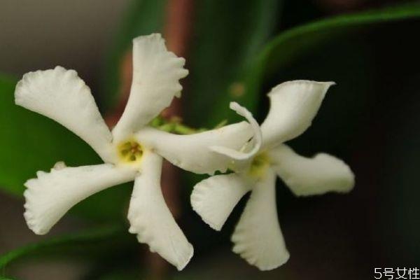 络石花是一种什么植物呢 络石花的生长环境是怎么样呢