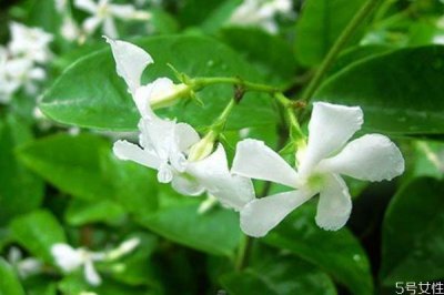 ​络石花是一种什么植物呢 络石花的生长环境是怎么样呢