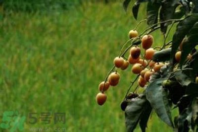 ​黄皮果果核可以吃吗？黄皮果果核有什么功效？