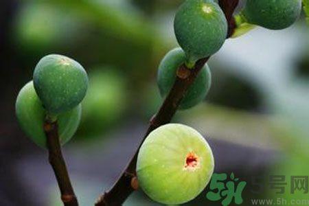 无花果是热性还是凉性？无花果是热性吗？