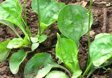 车前草可以做菜吃吗?车前草能做菜吃吗?