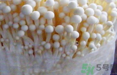 ​金针菇是凉性还是热性?金针菇是凉性的吗?