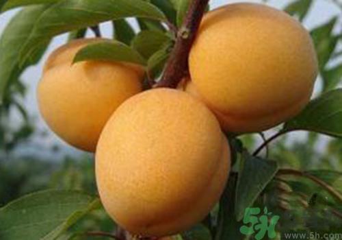 杏子皮可以吃吗？吃杏子要剥皮吗？