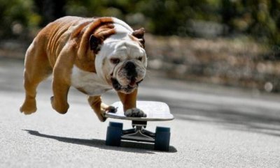 ​迎接斗牛犬新犬要做好哪些准备工作