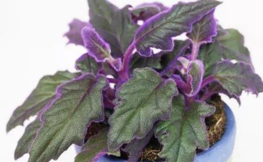种浪漫的紫色盆栽观赏植物，叶片比花朵还要好看