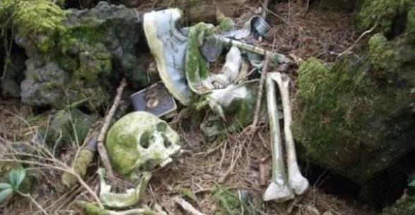 探秘日本什么森林每年都死人(日本死亡森林有多恐怖) 2