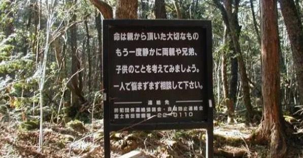 探秘日本什么森林每年都死人(日本死亡森林有多恐怖) 3