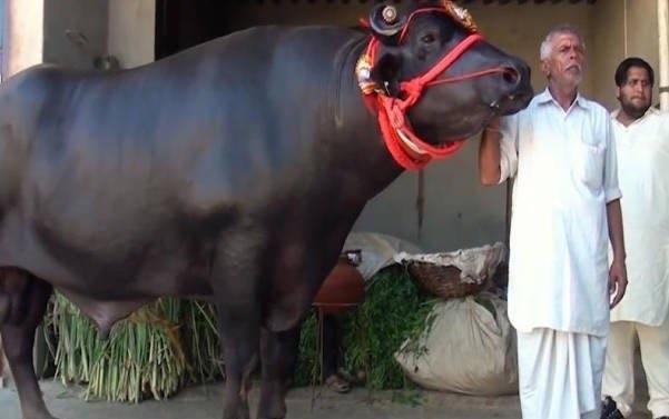 探秘世界上最贵的牛 1头牛168万人民币(重大678公斤) 3