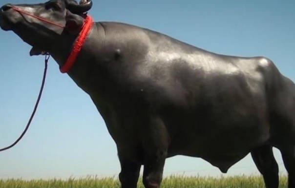 探秘世界上最贵的牛 1头牛168万人民币(重大678公斤) 2