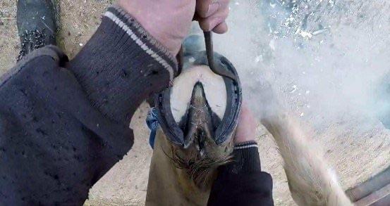 探秘养在马场里的马 为什么要打马蹄铁(马蹄铁) 2