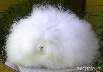 ​宠物熊猫兔如何养（熊猫兔怎么养效果最好)