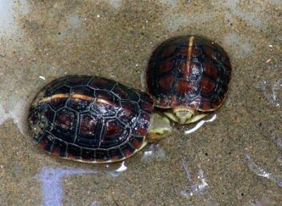 ​养乌龟的好处