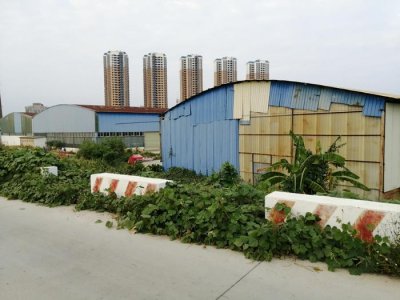 ​农村山上的野生葛根，正是采挖的季节，加工成粉100多元一斤