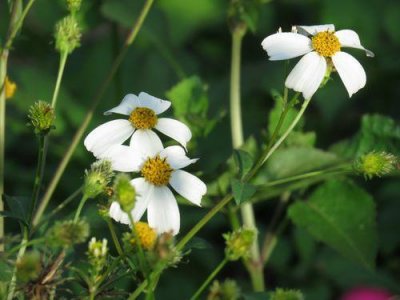 ​农村植物叫白花鬼针草，人称粘粘草，金盏银盘，煮水作用厉害了