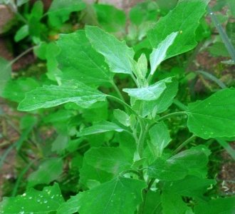 ​农村有一种野菜叫灰灰菜，你吃过吗？