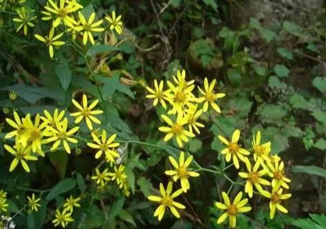 农村山林中的野草，人称“千里光”，价值珍贵，异常难寻