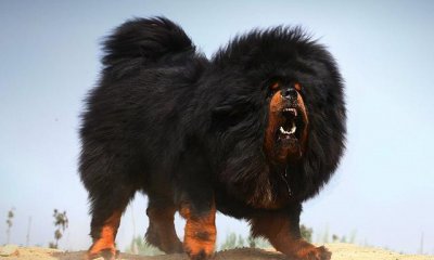 ​世界十大大型犬排名