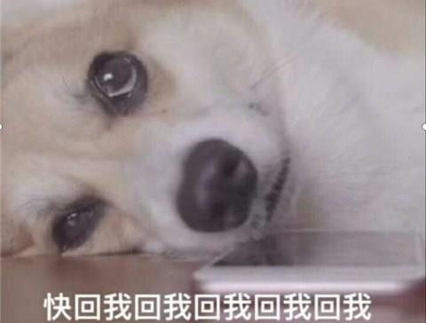 为什么那么多舔狗？如何能不做舔狗？第2张