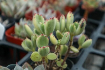 ​熊童子叶插方法