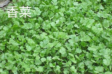 香菜