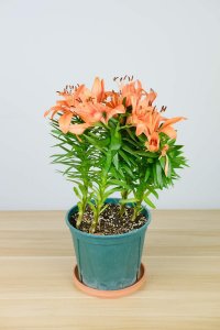 ​百合花怎么养