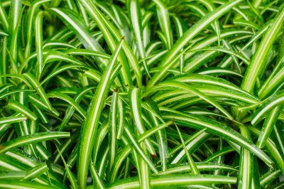 ​吊兰冬天怎么过冬