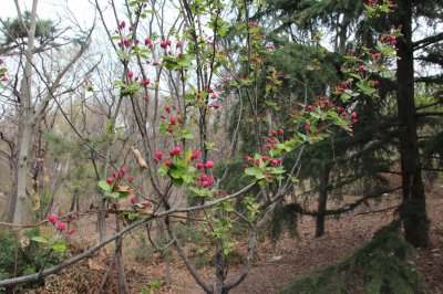 ​家里为什么不能养海棠