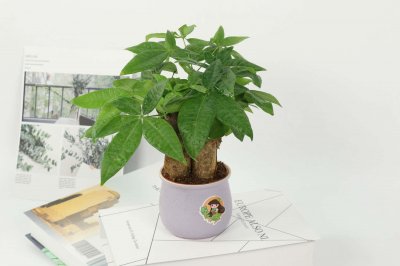 ​发财树树干变软的原因，能救活吗