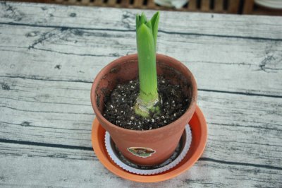 ​风信子能在太阳下晒吗，会不会被晒死