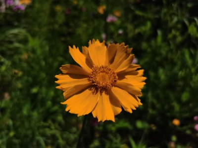 ​菊花扦插时间，怎么扦插