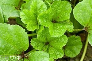 冬寒菜的做法 营养丰富味道好