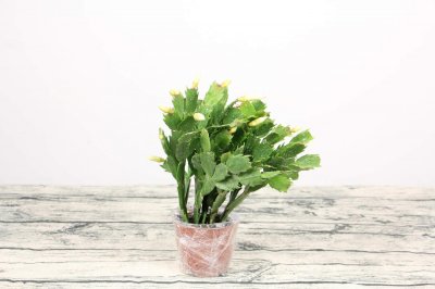 ​蟹爪兰朱顶红……一年开花3、4次，咋做到的？