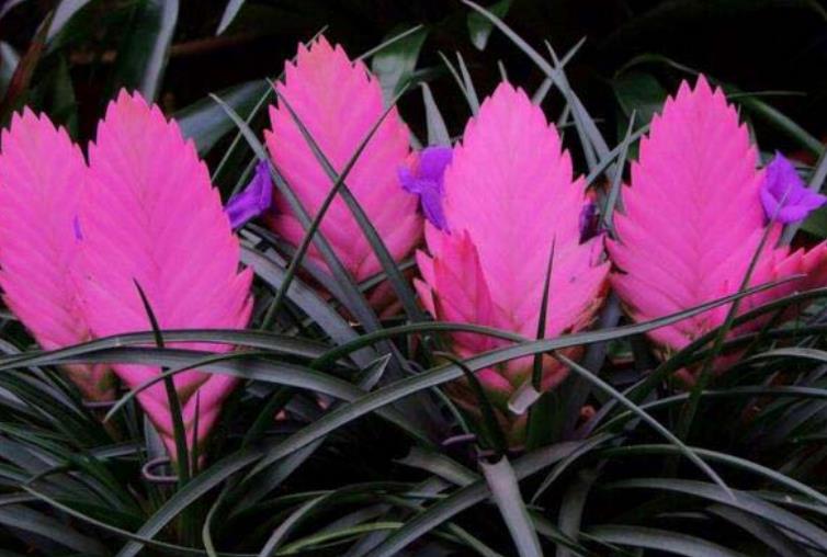 牛儿搬新家村民笑开花；牛粪臭味散了绿色钱景来了 鹤峰花千万元为88U8国际- U8国际官方网站- U8体育APP下载头牛打造新家