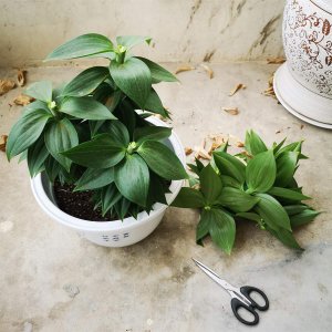 ​孕妇家里可以放百合花吗