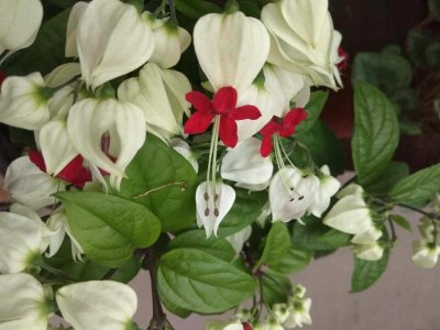 ​龙吐珠的主要价值