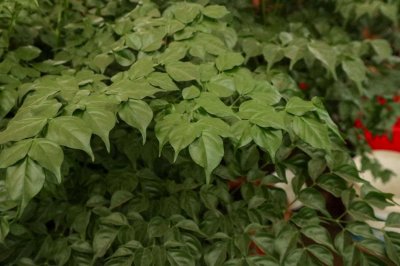 ​幸福树浇水的正确方法（浇水频率详解）