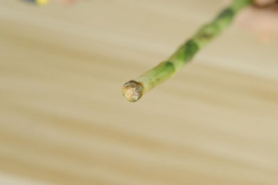 ​富贵竹长根了能土养吗