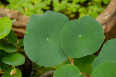 ​荷花小苗怎么养，怕太阳直射吗