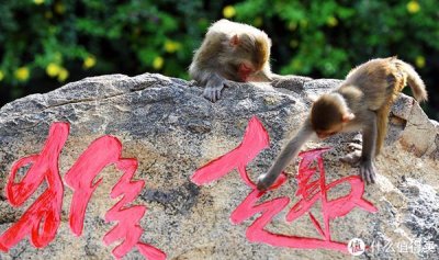 ​南湾猴岛——猴子的天堂