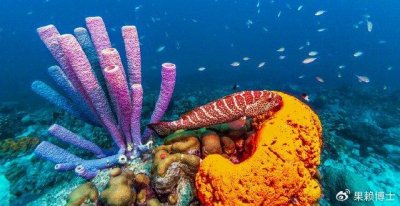 ​海绵是植物吗？科学家解密，海绵是地球上最原始的多细胞动物