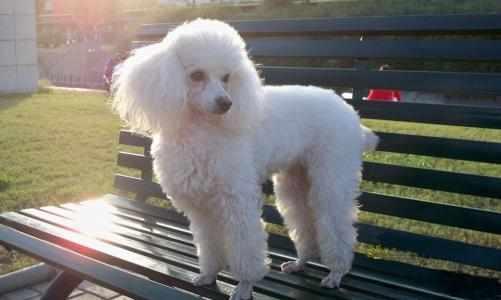 这十种小白狗,哪一种是你的最爱?喜欢第五种的,都是女神