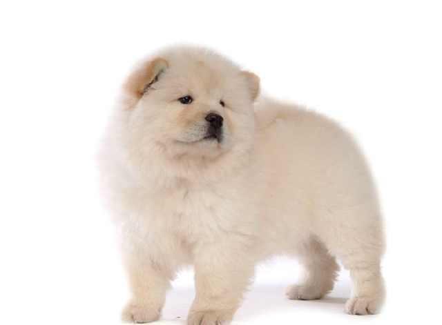 这十种小白狗,哪一种是你的最爱?喜欢第五种的,都是女神